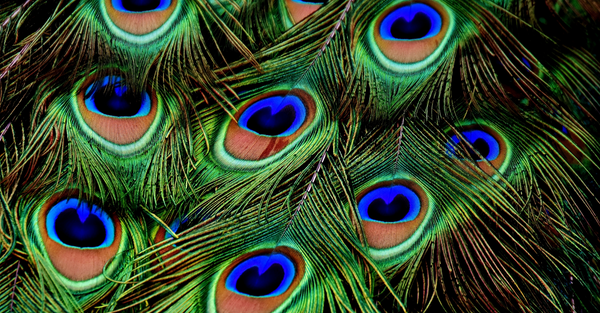 Peacock Feather Symbolism