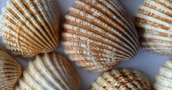 Scallop Shell Symbolism